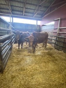 Red Influenced Charolais bred cows
