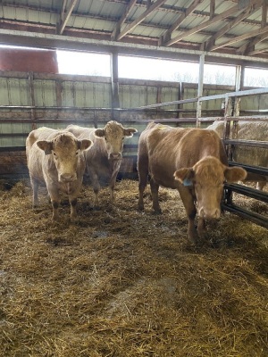 Tan Charolais bred cows