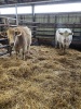 Brindle Charolais bred cows