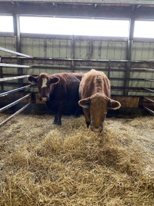 Red influenced Charolais bred cows