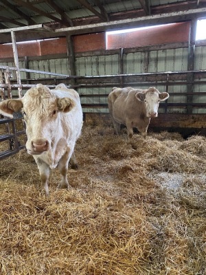 Tan White Faced Charolais bred cow