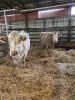 Charolais bred cow